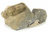 Morocconites Trilobite With Leonaspis - Ofaten, Morocco #232705-3